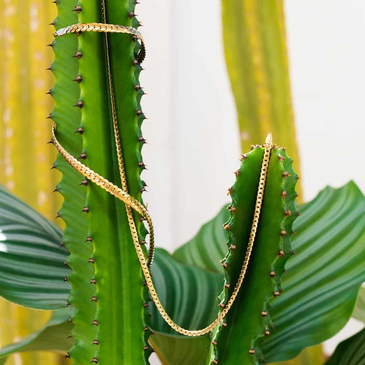 Collar snake BCO033